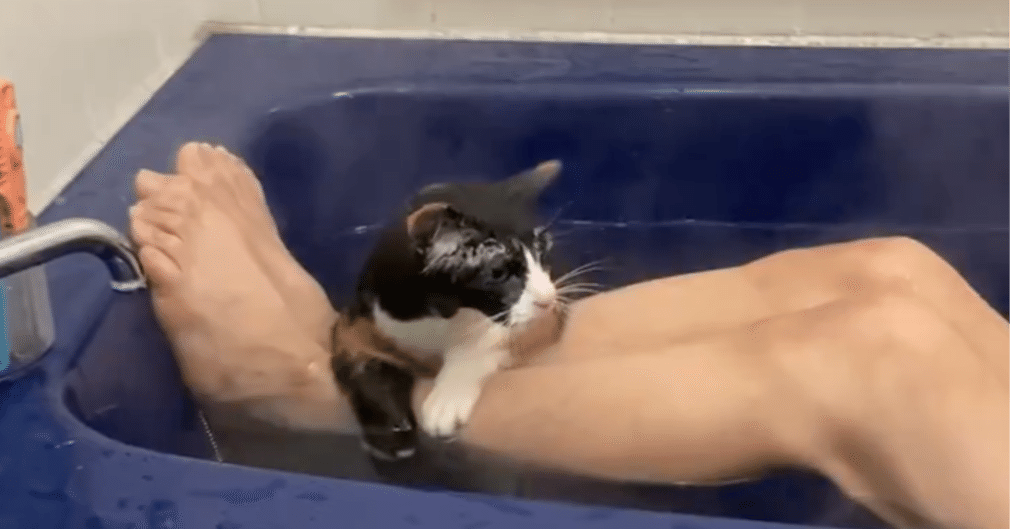 お風呂に入るのが大好きな三毛猫のチコちゃん、お湯に浸かっている姿が