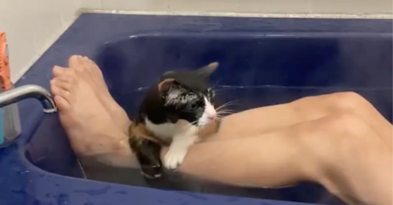 お風呂に入るのが大好きな三毛猫のチコちゃん、お湯に浸かっている姿が 