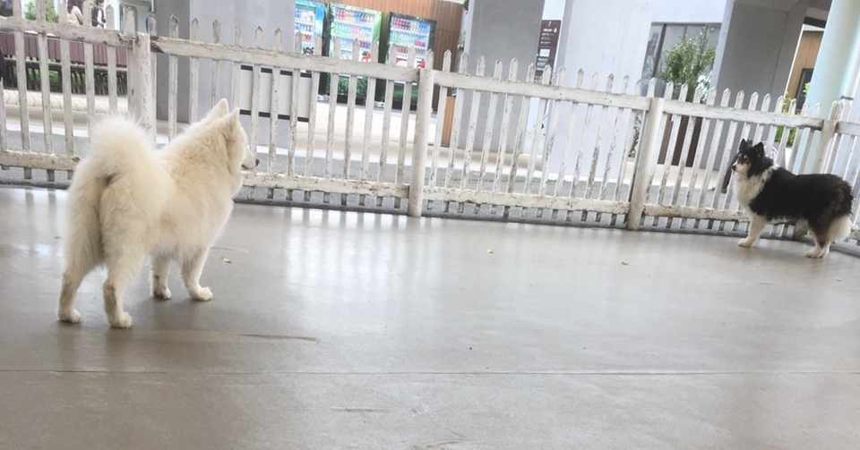 スーパープロドッグと素人の無邪気な犬 まろにえ Note