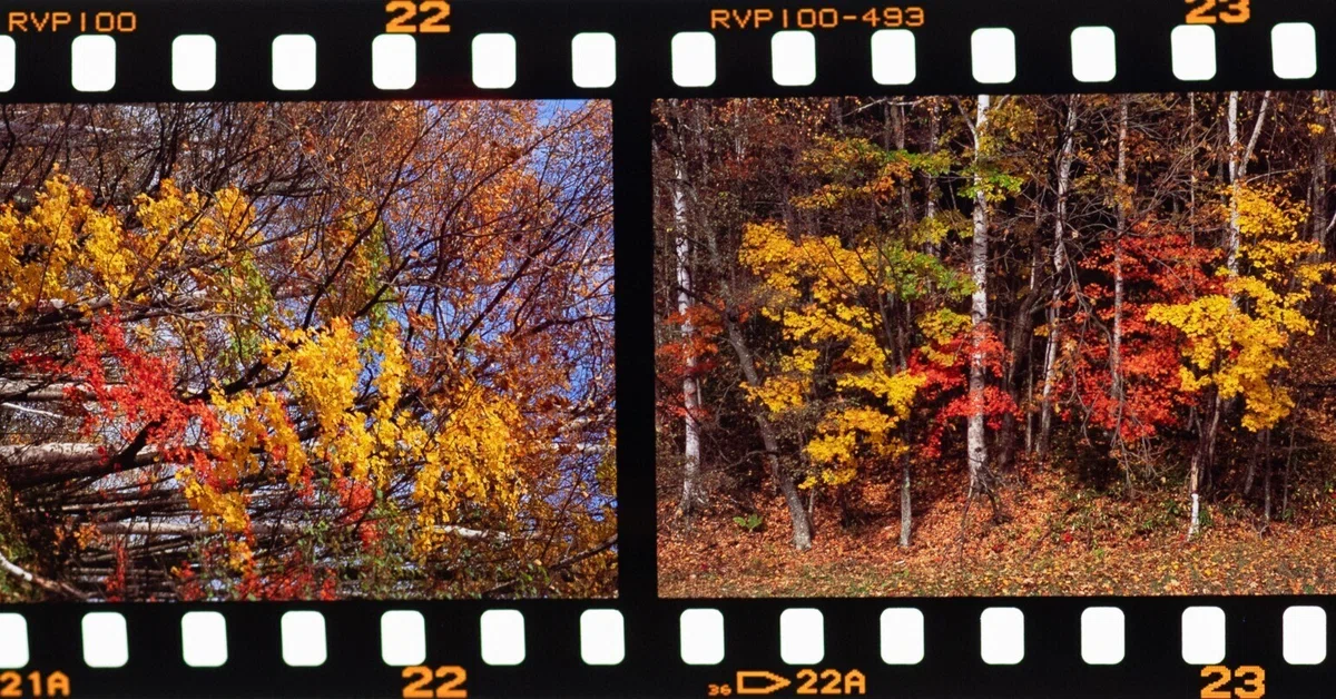 FUJIFILM velvia100 20本入り 恐ろしい