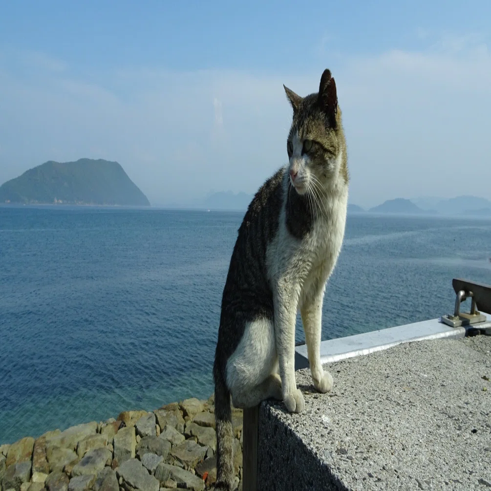 フォト小説】たどりついたら猫の島｜青乃家