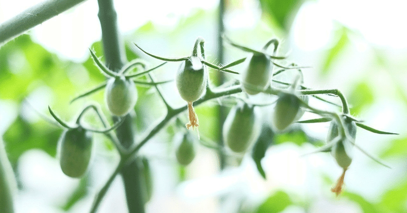 家庭菜園のススメ　トマト編　栽培方法のキホン