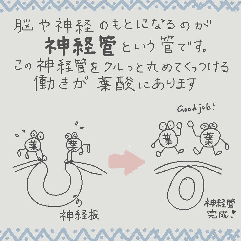 葉酸が足りないと なぜ赤ちゃんが病気になりやすいの Kaori Yagome 看護師 Note