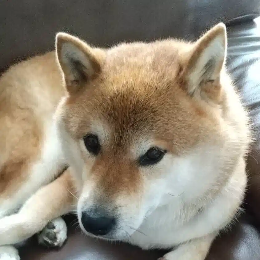 Ayu