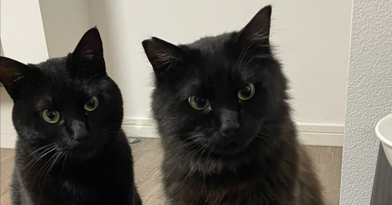 オヤツが入ってることを確信した黒猫兄弟、引き出しを見つめる視線が