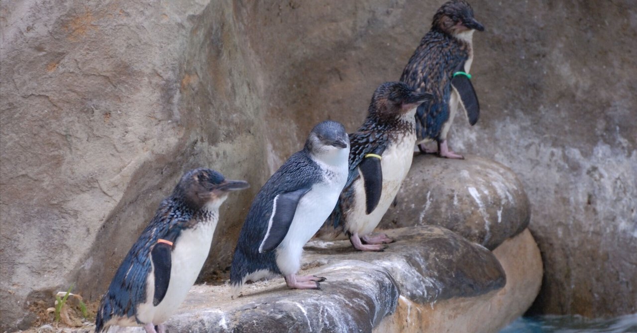 世界最小かつ原始的なペンギン｜コガタペンギン Little Penguin