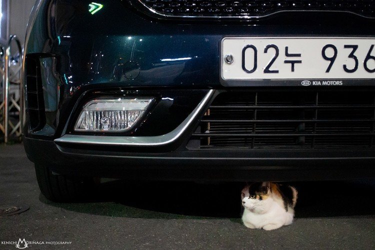 車の下にネコがいるということ。