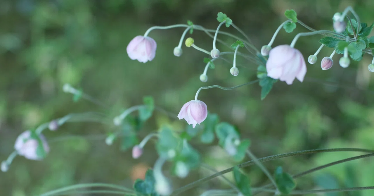 言 われる うち が 花