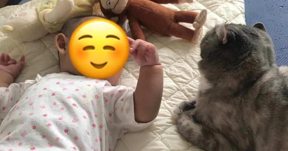猫は赤ちゃんに優しい はほんとだった むすめと猫ちゃんたちのキュートな距離感をお見せします いい部屋ペット いい部屋ネット 公式 Note
