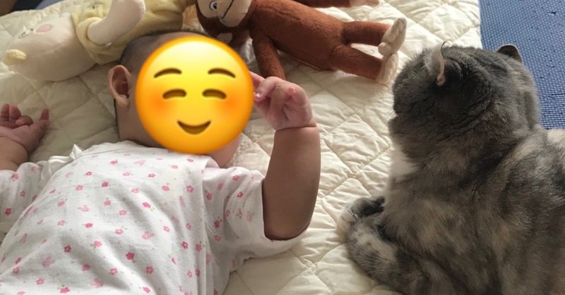 猫は赤ちゃんに優しい はほんとだった むすめと猫ちゃんたちのキュートな距離感をお見せします いい部屋ペット いい部屋ネット 公式 Note