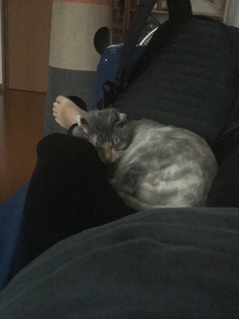 猫は赤ちゃんに優しい はほんとだった むすめと猫ちゃんたちのキュートな距離感をお見せします いい部屋ペット いい部屋ネット 公式 Note 猫は赤ちゃんに優しい はほんとだった むすめと猫ちゃんたちのキュートな距離感をお見せします いい部屋ペット いい部屋ネット 公式 Note