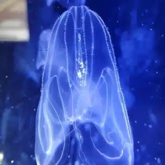 ハシビロコウ