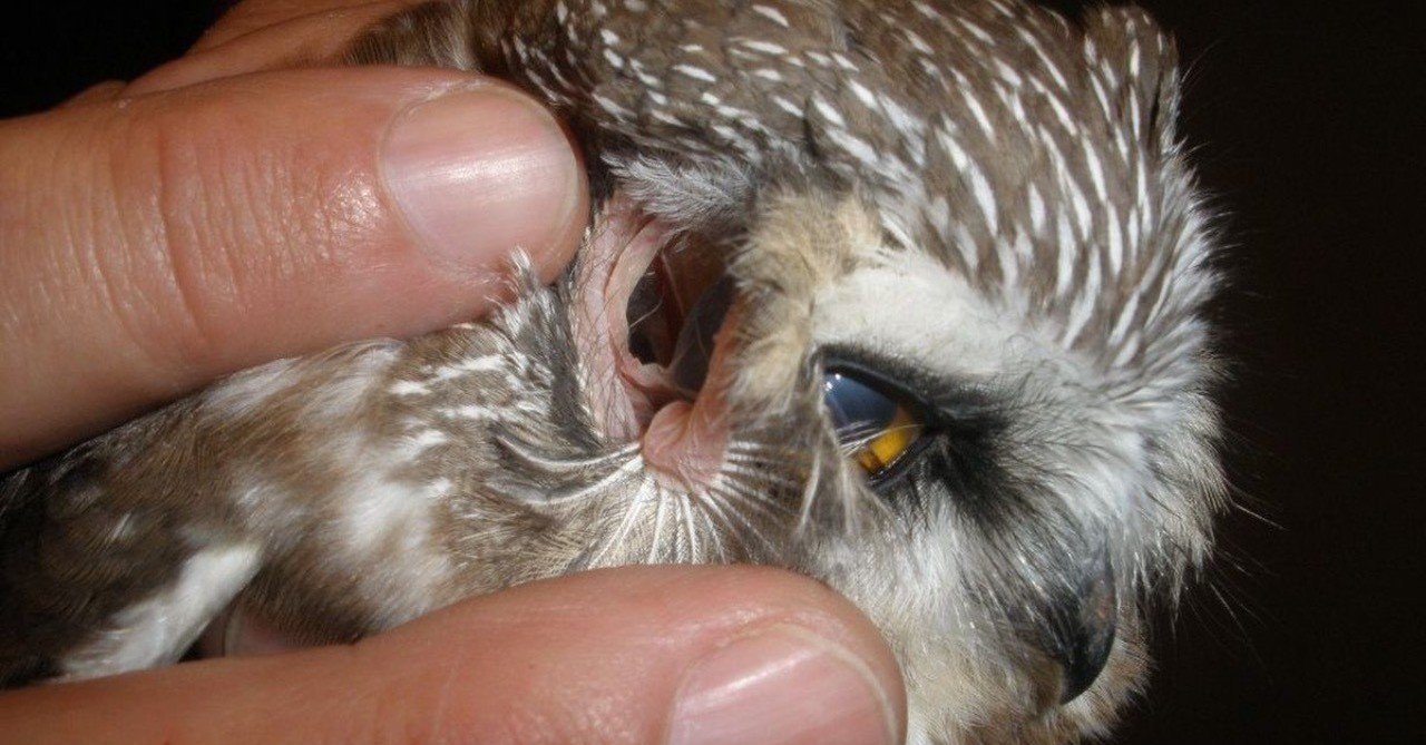 第396回 野鳥の耳と眼 翆野 大地 Note