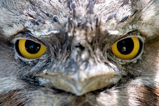 第396回 野鳥の耳と眼 翆野 大地 Note 第396回 野鳥の耳と眼 翆野 大地 Note