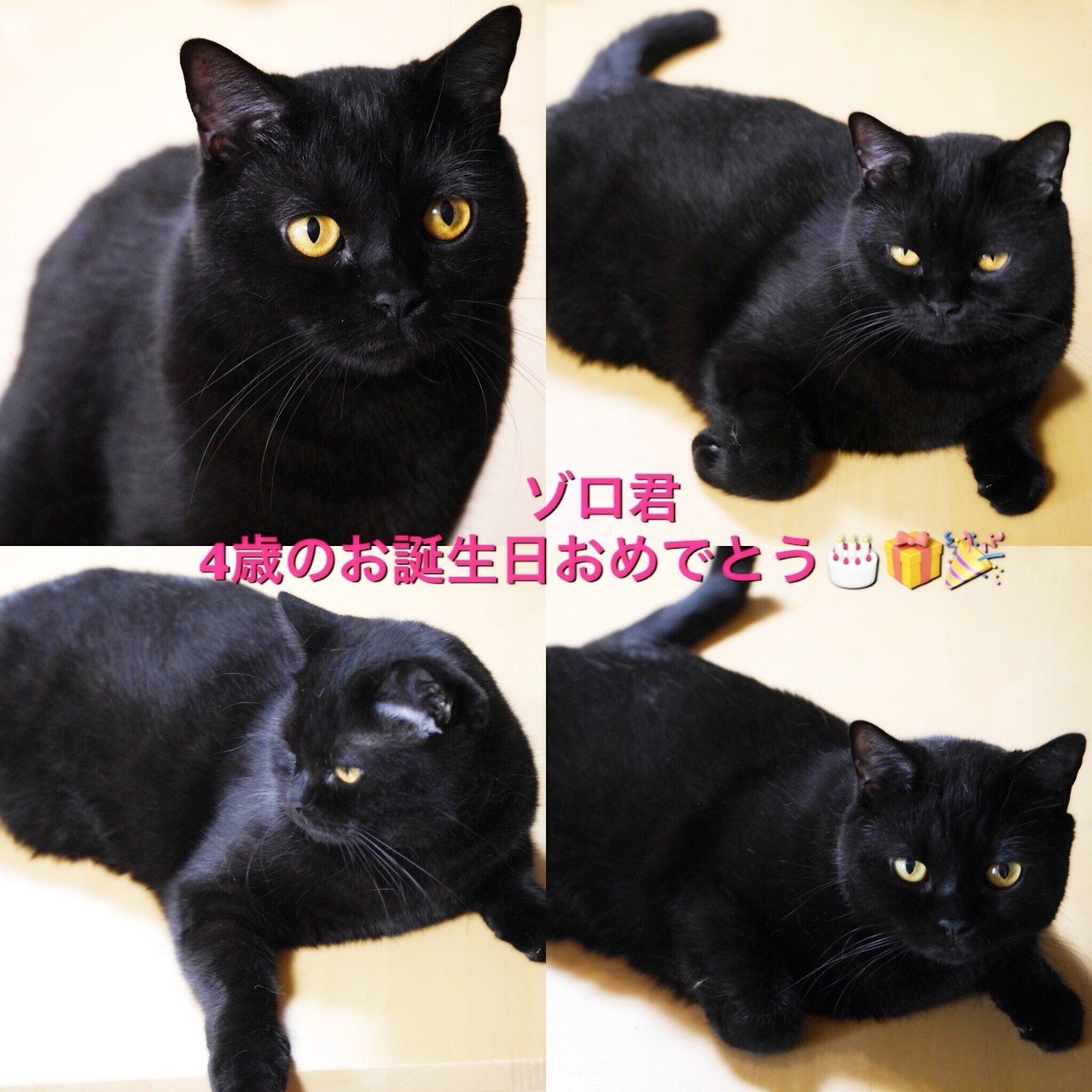 今日はボンベイ黒猫ゾロ君の4歳のお誕生日 人間年齢32歳 良いお年頃です 紳士的だった先代黒猫ネロさんとは違い ゾロ 君は大変自由な暴れん坊ですが 甘え方も上手でお姉様方からも可愛がられています 星マリア 占い界の傾奇者 Note