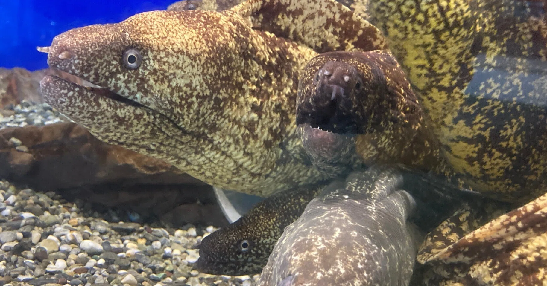 高知名物！ウツボ！！｜桂浜水族館 公式
