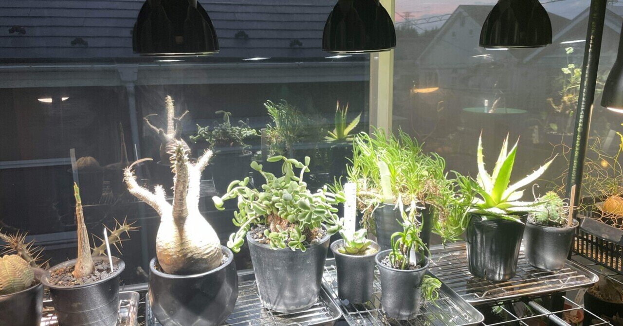 稀少】7 オトンナ へレイ へレー TC株 塊根 コーデックス 【現品限り