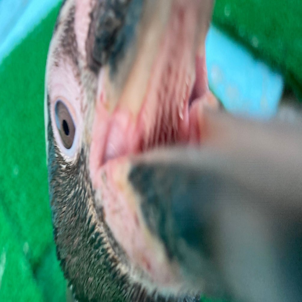 ペンギンって噛むの？痛いの？どーなの？｜桂浜水族館 公式