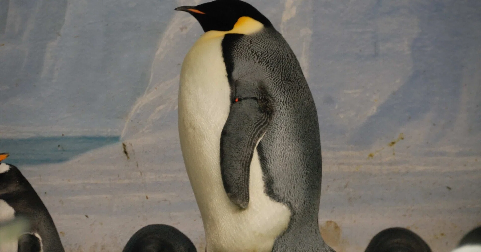 この世で最も大きなペンギン｜エンペラーペンギン Enperor Penguin 
