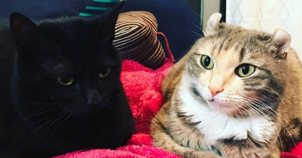 猫と暮らすと毛すら愛しい いい部屋ペット いい部屋ネット 公式 Note