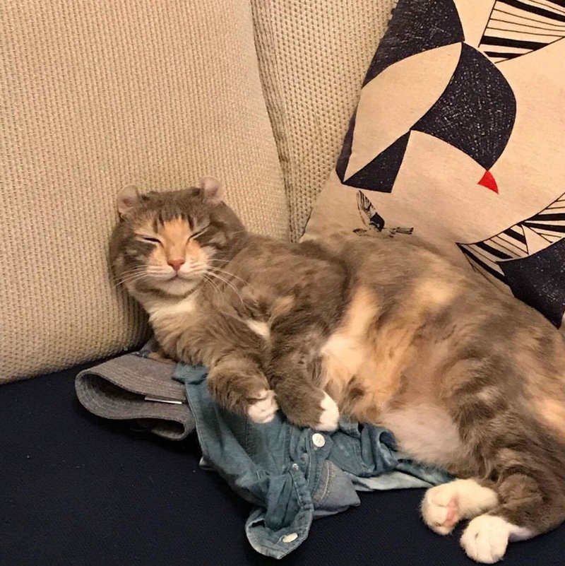 猫と暮らすと毛すら愛しい いい部屋ペット いい部屋ネット 公式 Note 猫と暮らすと毛すら愛しい いい部屋ペット いい部屋ネット 公式 Note