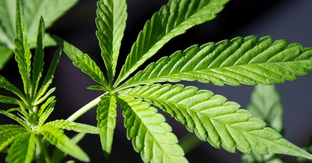 ベトナムホーチミン大麻マリファナ草ガンチャ野菜ハーブネタ事情 裏ベトナム案内 Note ベトナムホーチミン大麻マリファナ草ガンチャ野菜ハーブネタ事情 裏ベトナム案内 Note