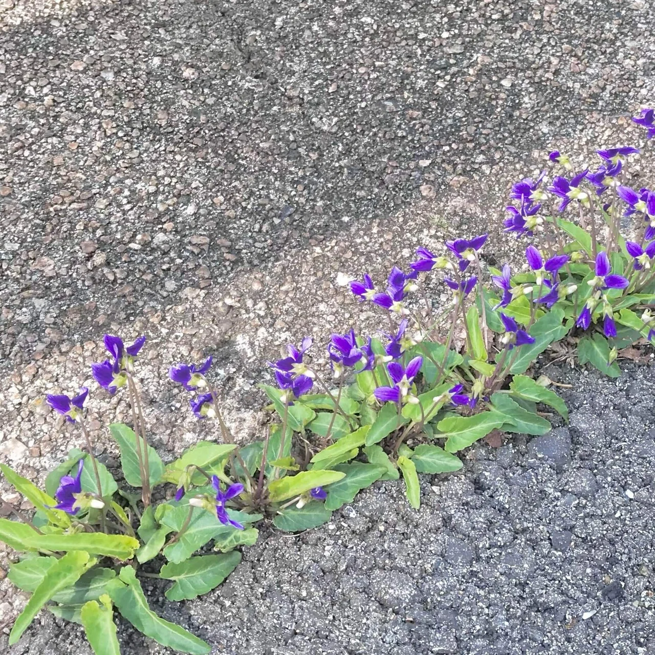 今を 素直に 生きている|harur