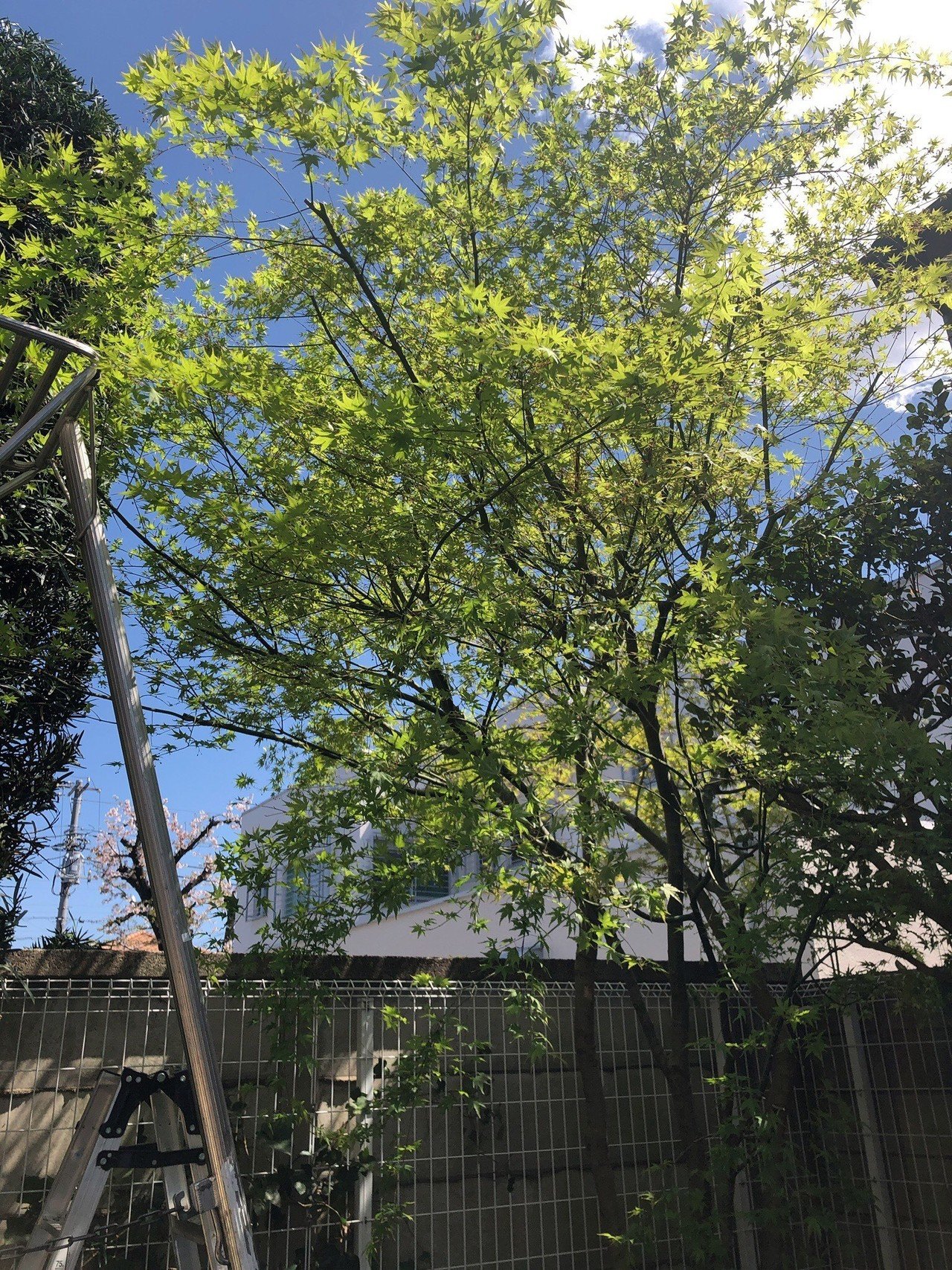 もみじの剪定のコツ 新米ガーデナーの日記 第23日 Oh庭ya おにわや Note もみじの剪定のコツ 新米ガーデナーの日記 第23日 Oh庭ya おにわや Note