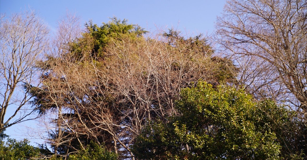 詐欺被害に遭いながらも田中光学Tanar 35mm F2.8 L39マウントの