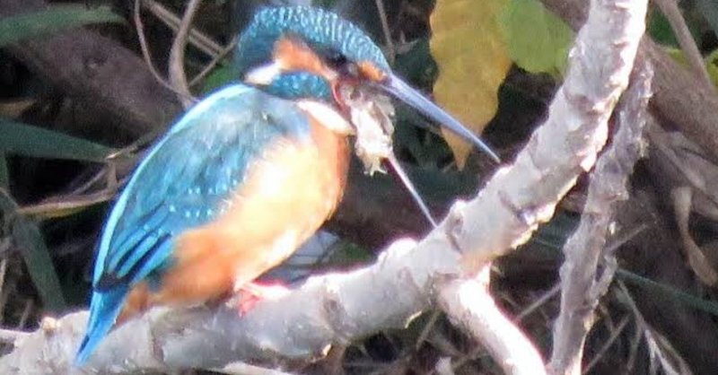 第397回 野鳥のペリット 翆野 大地 Note