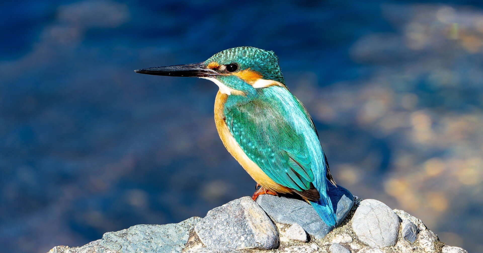 せりのりか カワイガレニンゲンドモ しろくま ソフビ せりのりか カワイガレニンゲンドモ しろくま ソフビ - メルカリ