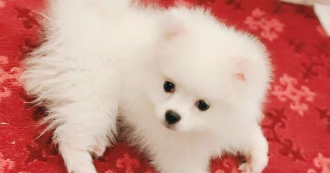 ポメラニアン Babyhunde Susse Tiere Susse Baby Tiere