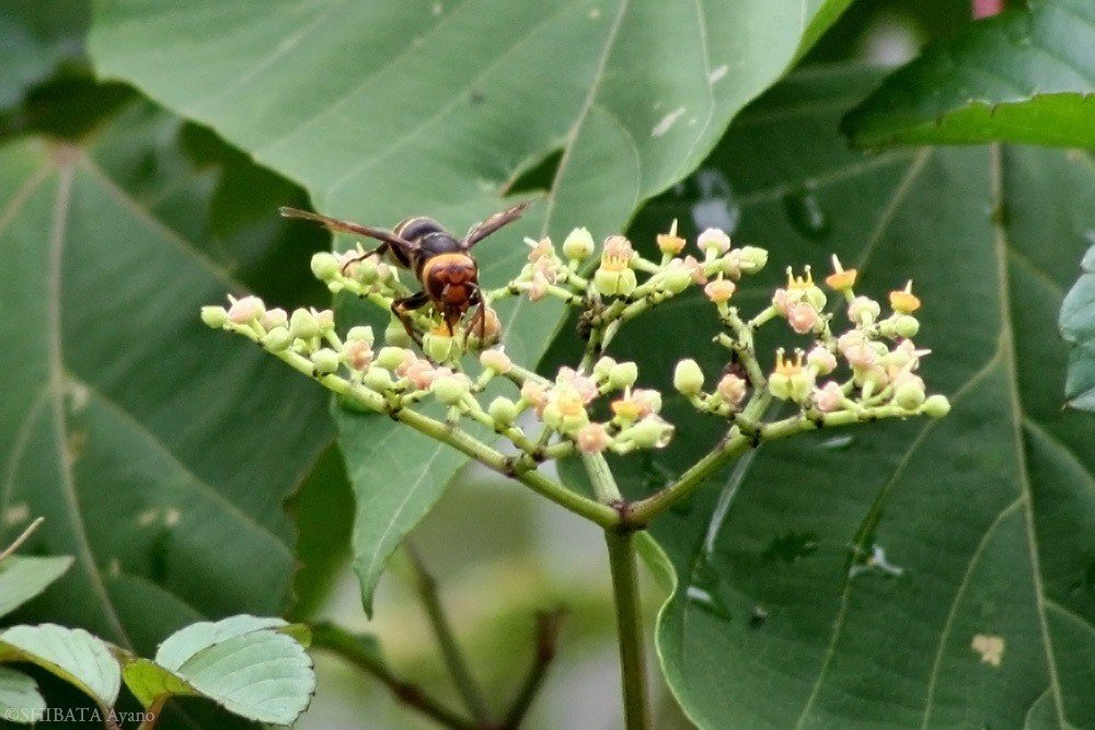 ヤブガラシにキアシナガバチとスズメバチ 芝田文乃 Note