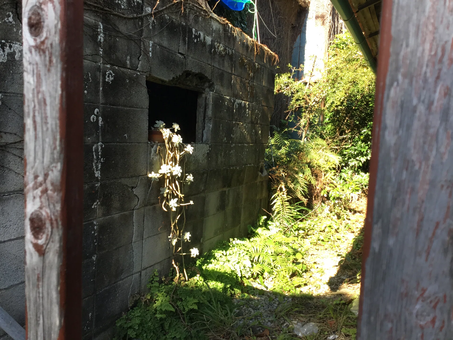 廃墟に佇む多肉植物。 ここにはどんな物語があるんだろう。 奥のジャン