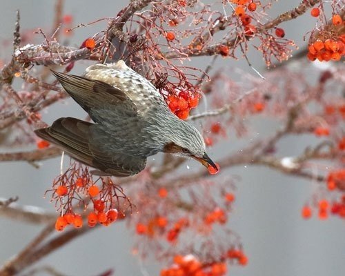 第398回 レンジャクの突然死 キレンジャク ヒレンジャク共に3回目 翆野 大地 Note