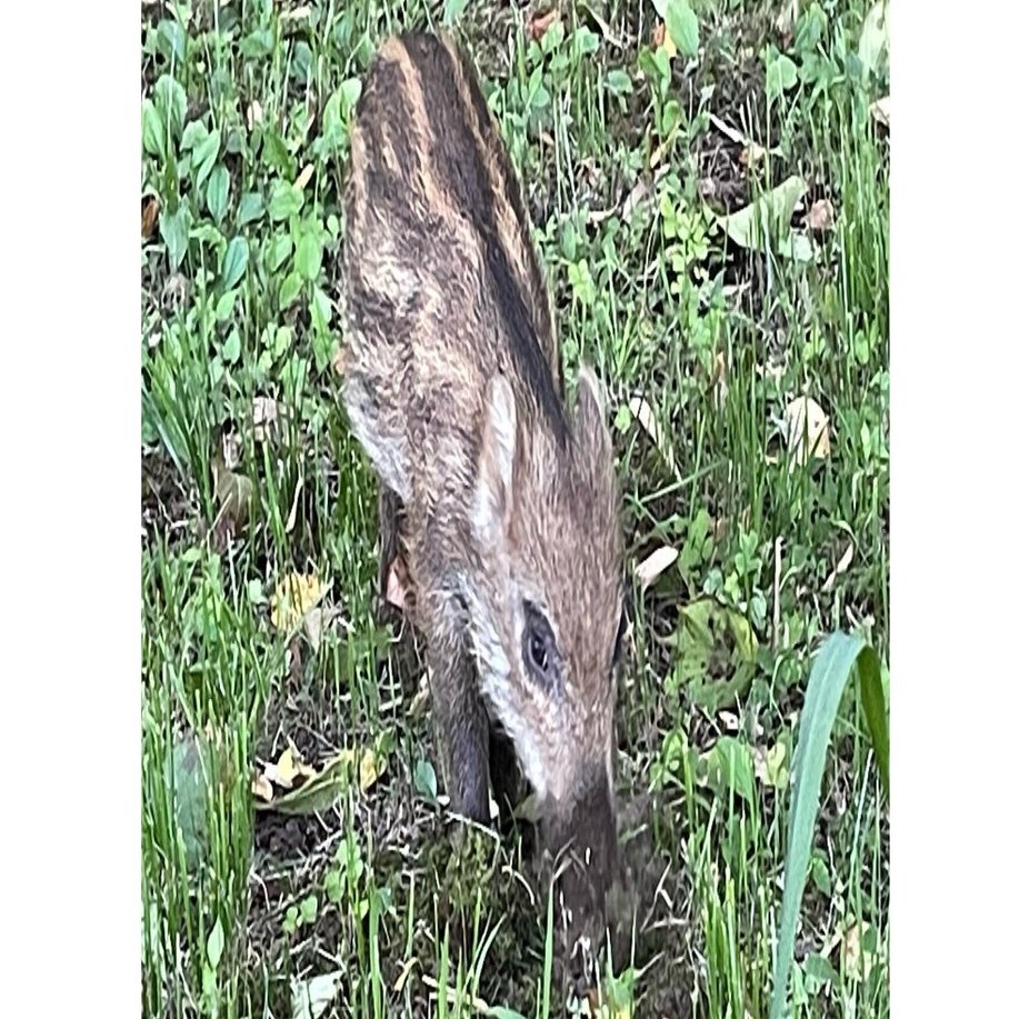 イノシシ　剥製　ウリ坊　状態いい イノシシ 剥製 ウリ坊 状態いい - メルカリ