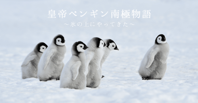 皇帝ペンギン南極物語①氷の上にやってきた