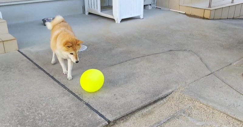 警戒心が強い犬