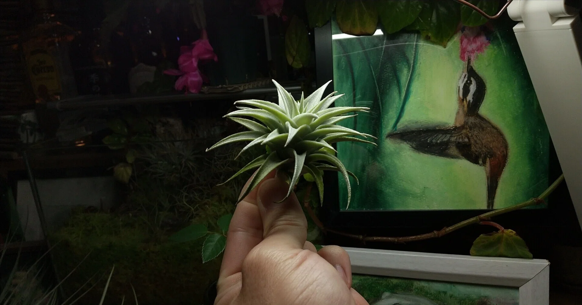 チランジア入荷リスト2/6｜NatureGarden🌿神田