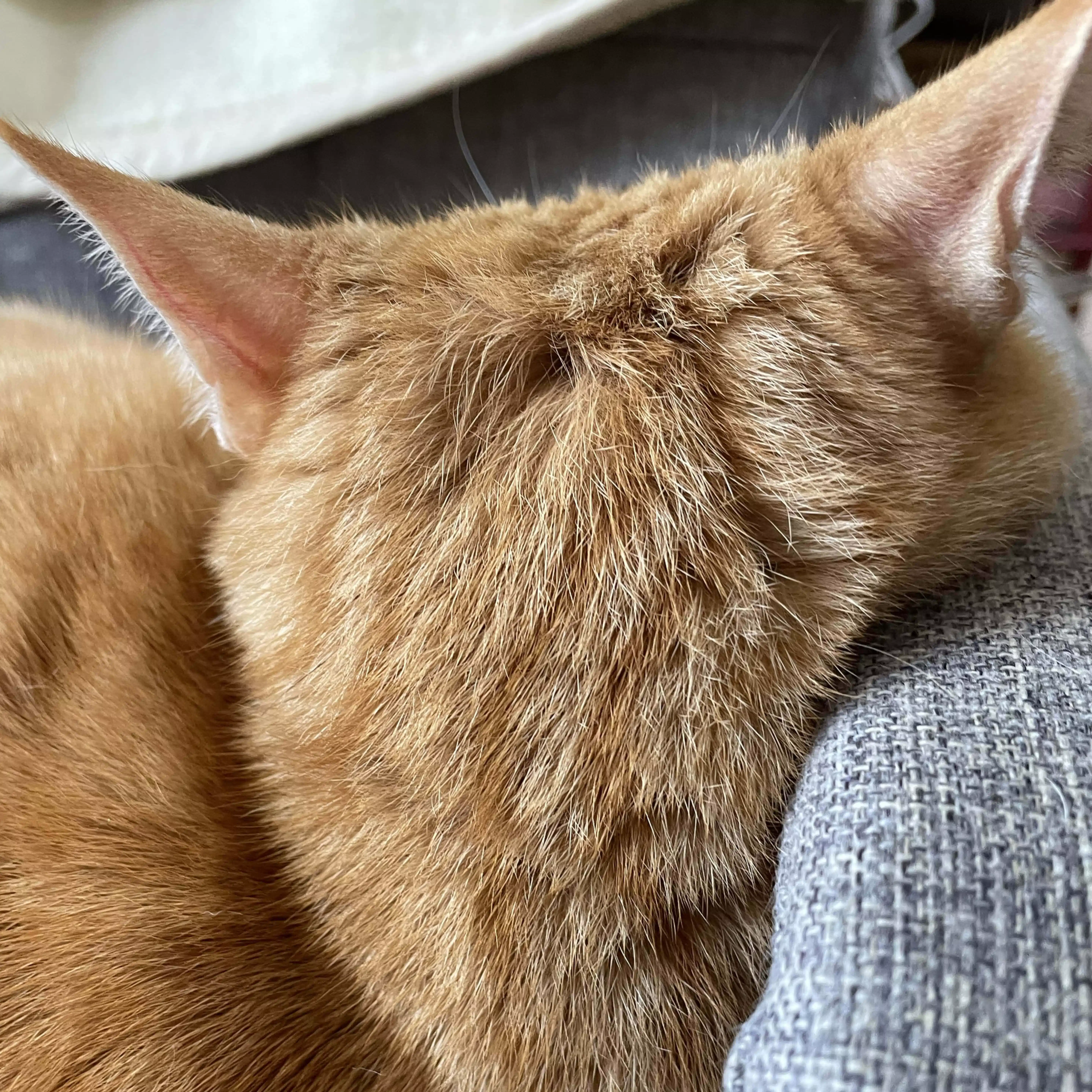 ぶよねこ