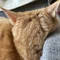 ぶよねこ