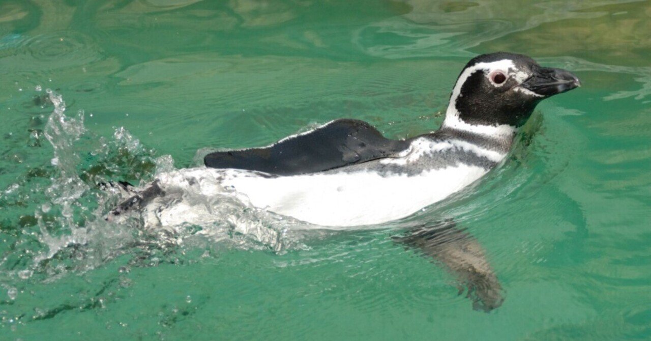 フェルディナンド・マゼランに由来｜マゼランペンギン Magellan