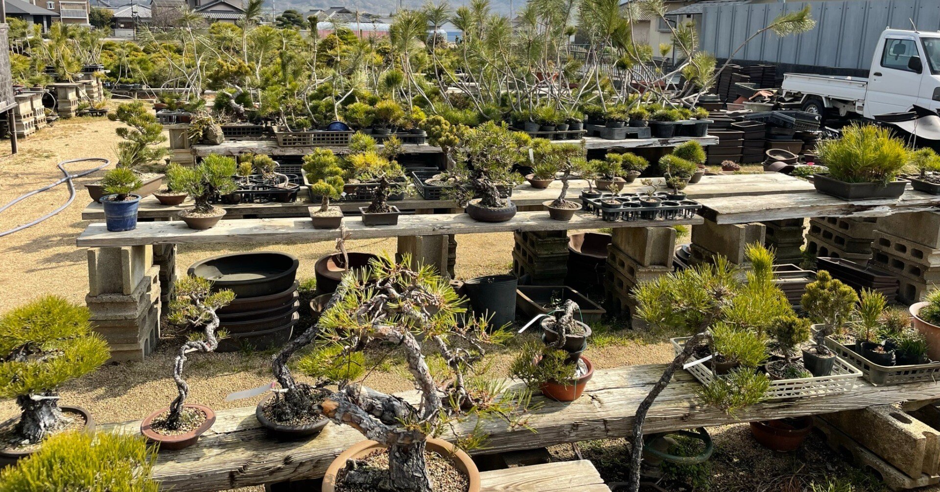 香川で讃岐うどんと高松盆栽を堪能 ～高松盆栽編～｜駒瀬元洋 | 経営者