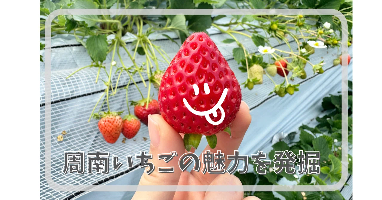 周南地域のいちごの魅力を深掘り！食べ比べもしてみました｜ヒトミ