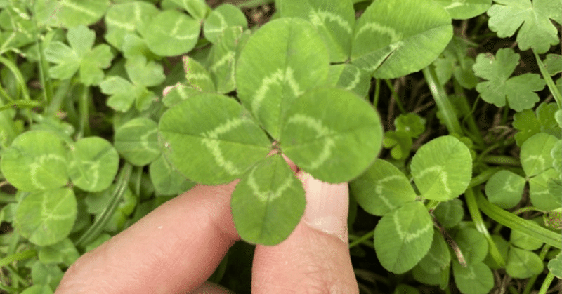 幸せ😆🍀とは？