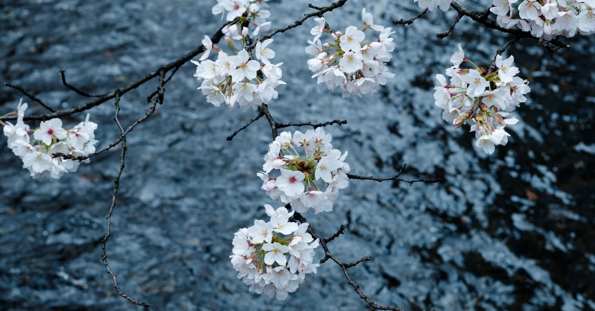 写真」と「画像」について｜masa
