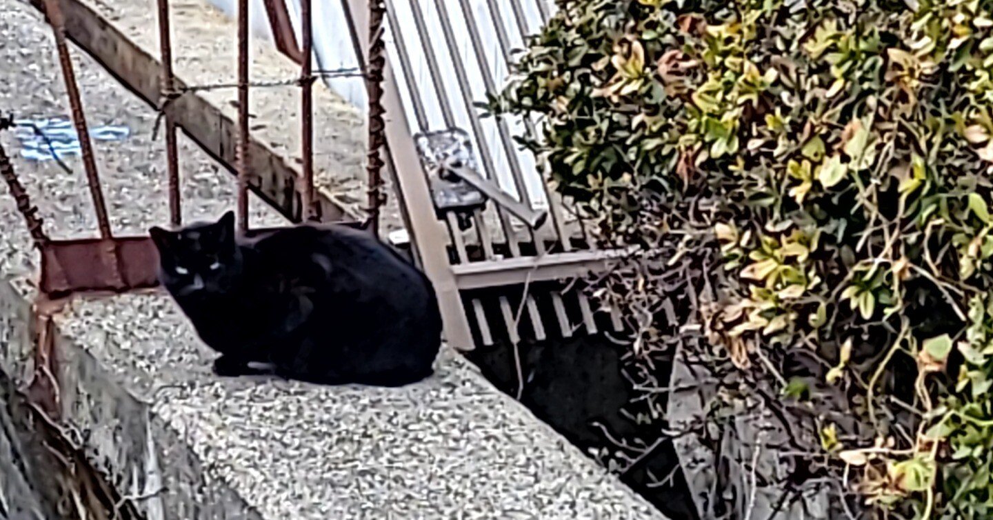 野良猫 野良猫散歩🐱ねこ休み展 on X: 