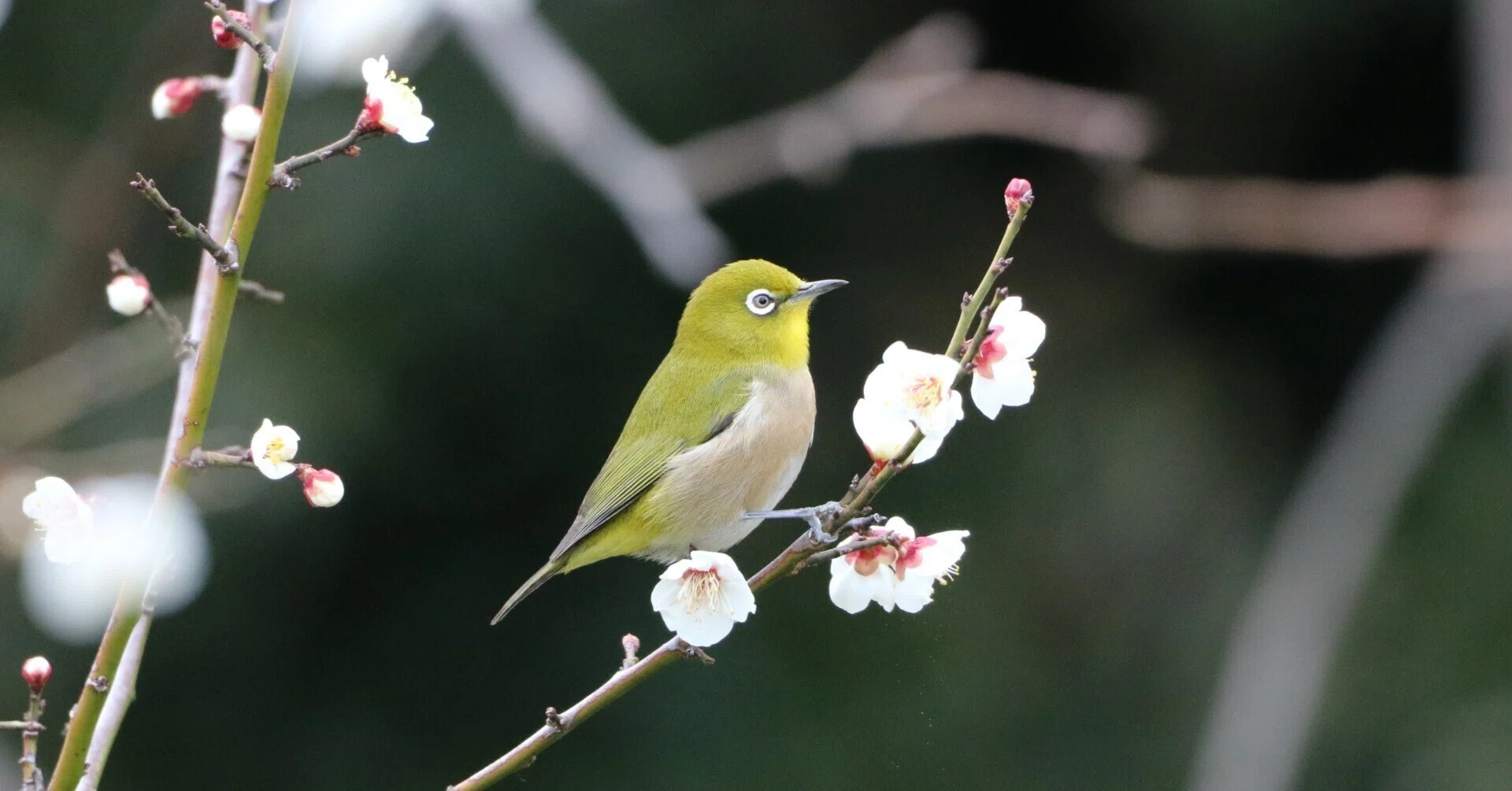 Stroll & Snaps Vol. 70: 梅の花の季節｜Strolling Ricky