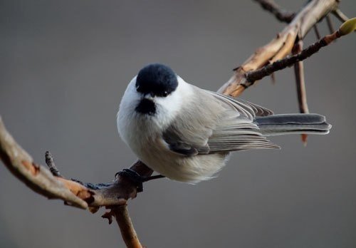 第399回 コガラ(2回目)とハシブトガラ｜翆野 大地
