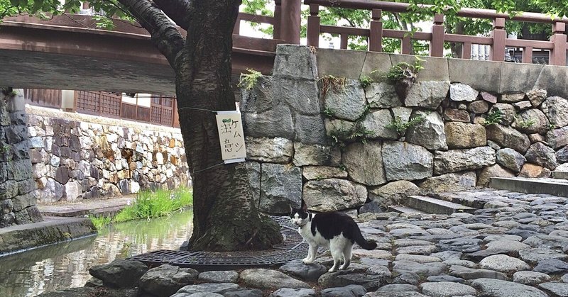 【本の紹介】「戦わなくていい。誰とも、自分とも。」 猫のお告げは樹の下で/青山美智子